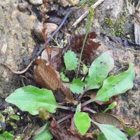 Plantago asiatica L.